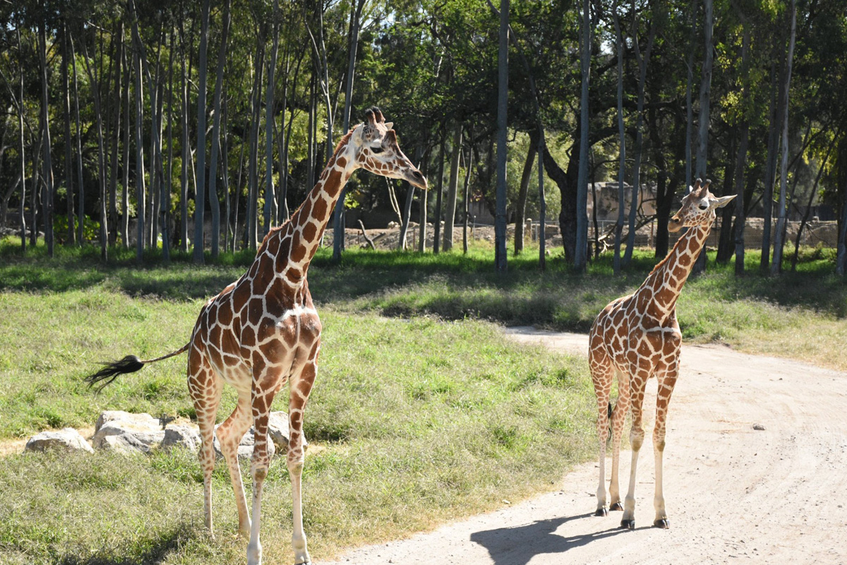 Zoologico de Guadalajara
