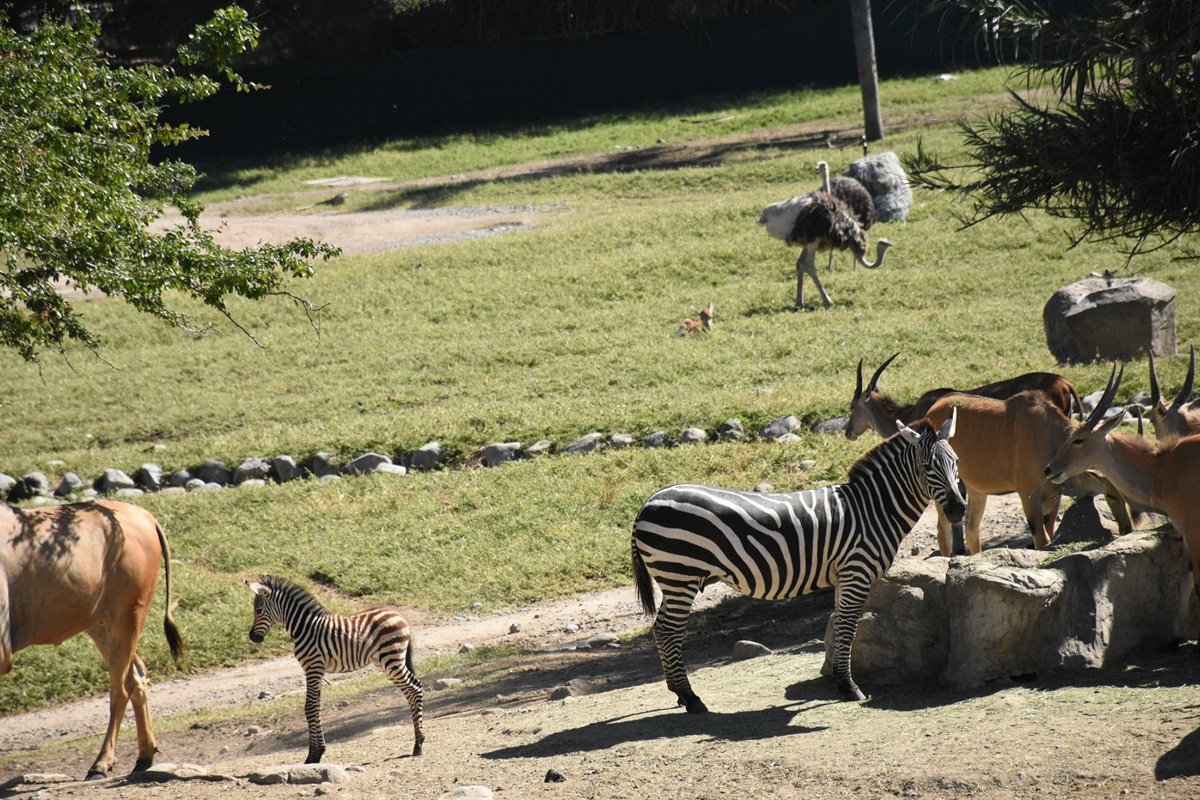 Zoologico de Guadalajara